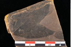 Foto (Detailansicht) von Acer integrilobum Weber sensu Walther (NHMW-GEO-2024-0188-0083)